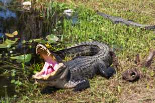 Opinionated Alligator-9140